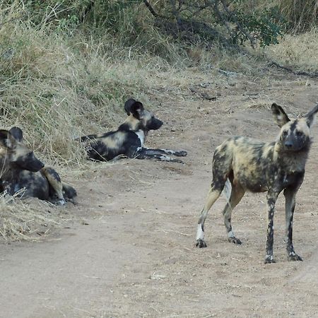 Hotel Ndzuti Bush Camp Balule Game Reserve Zewnętrze zdjęcie