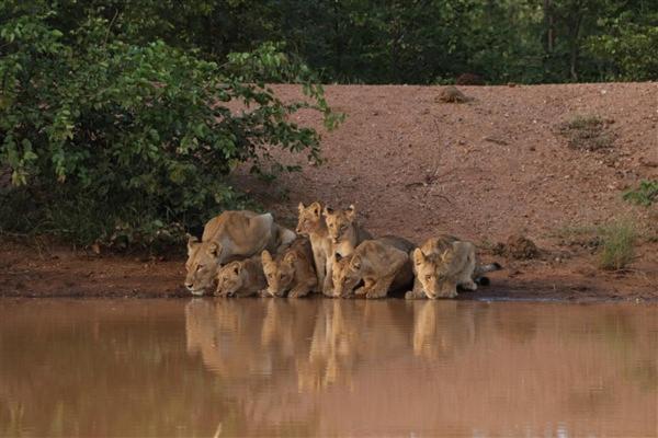 Hotel Ndzuti Bush Camp Balule Game Reserve Zewnętrze zdjęcie