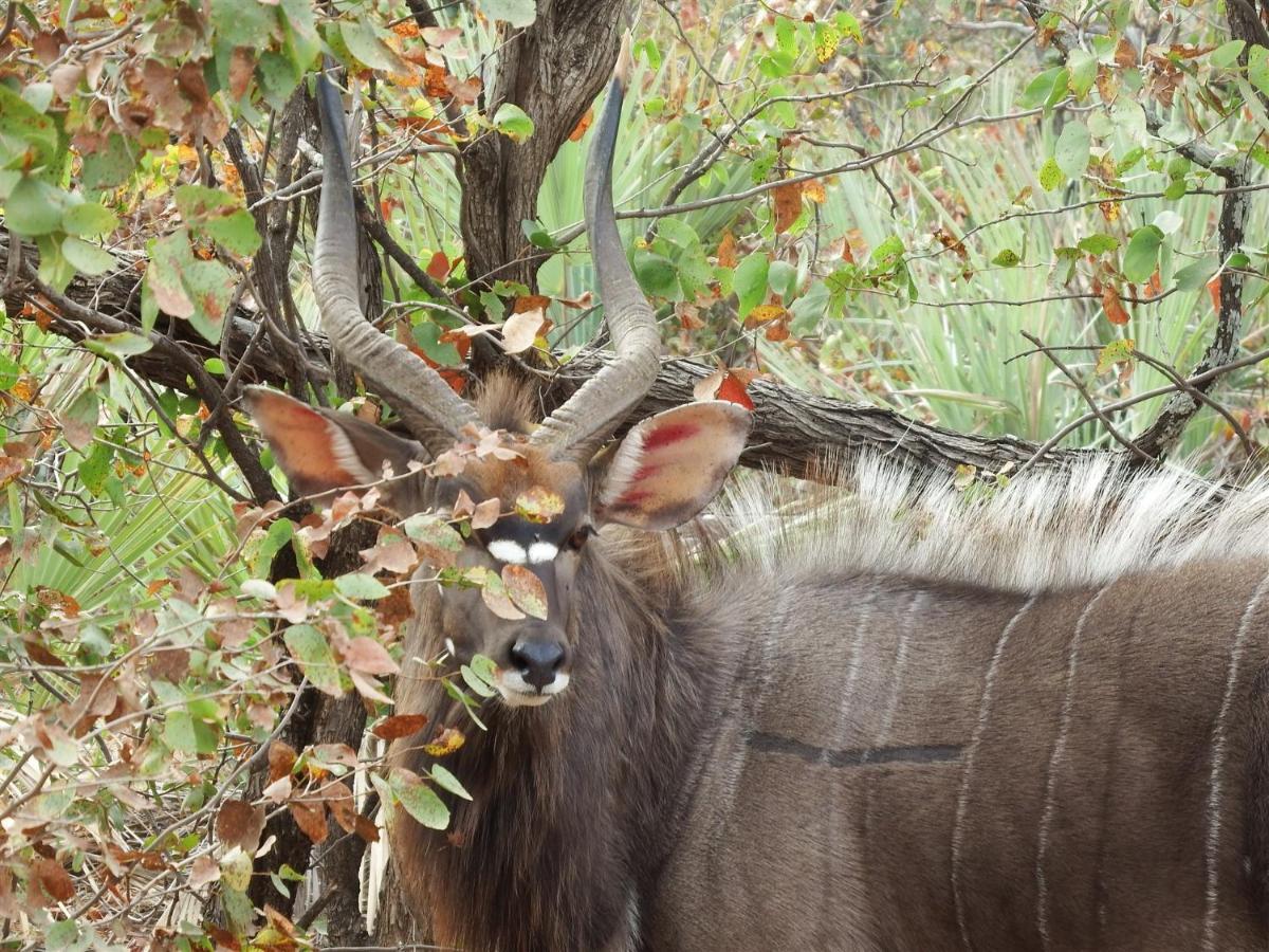 Hotel Ndzuti Bush Camp Balule Game Reserve Zewnętrze zdjęcie