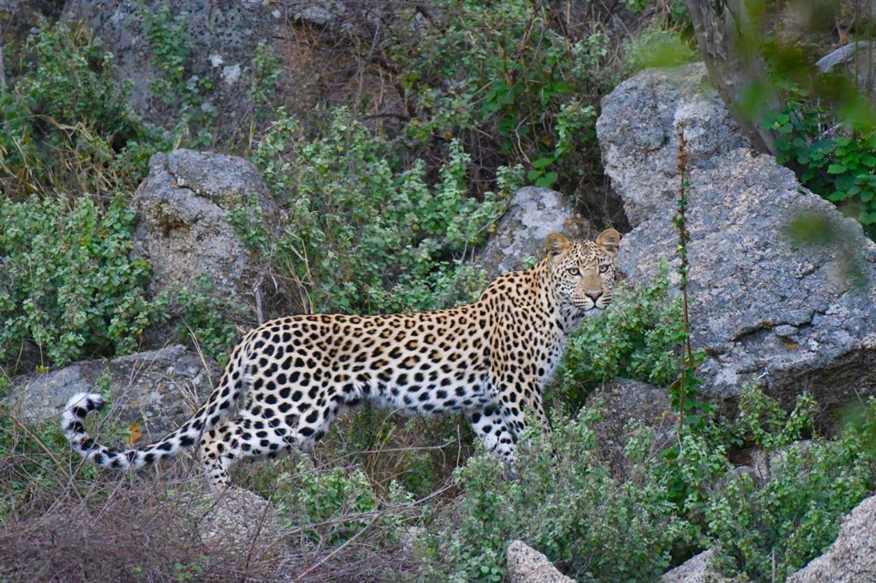 Hotel Ndzuti Bush Camp Balule Game Reserve Zewnętrze zdjęcie