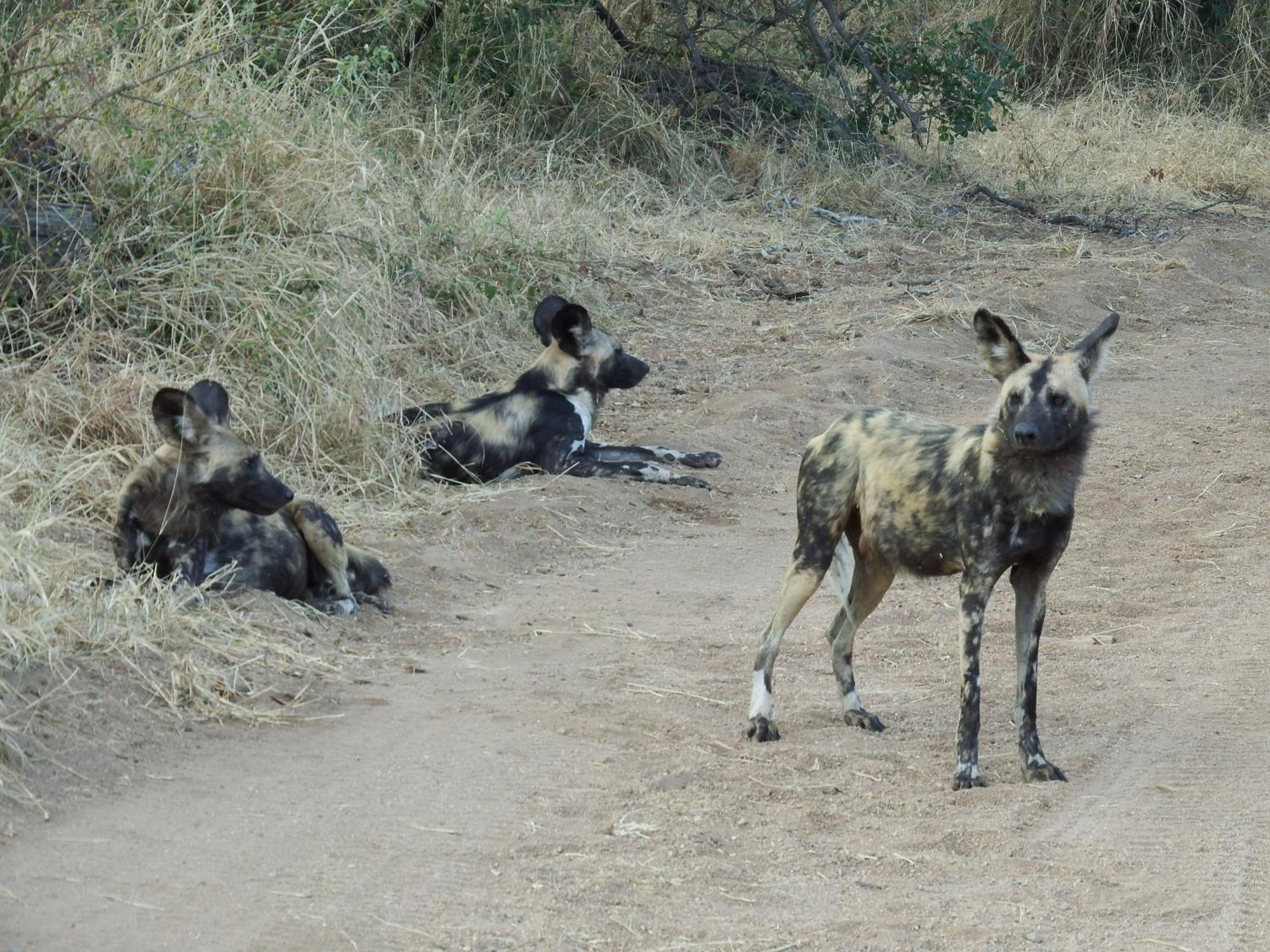 Hotel Ndzuti Bush Camp Balule Game Reserve Zewnętrze zdjęcie