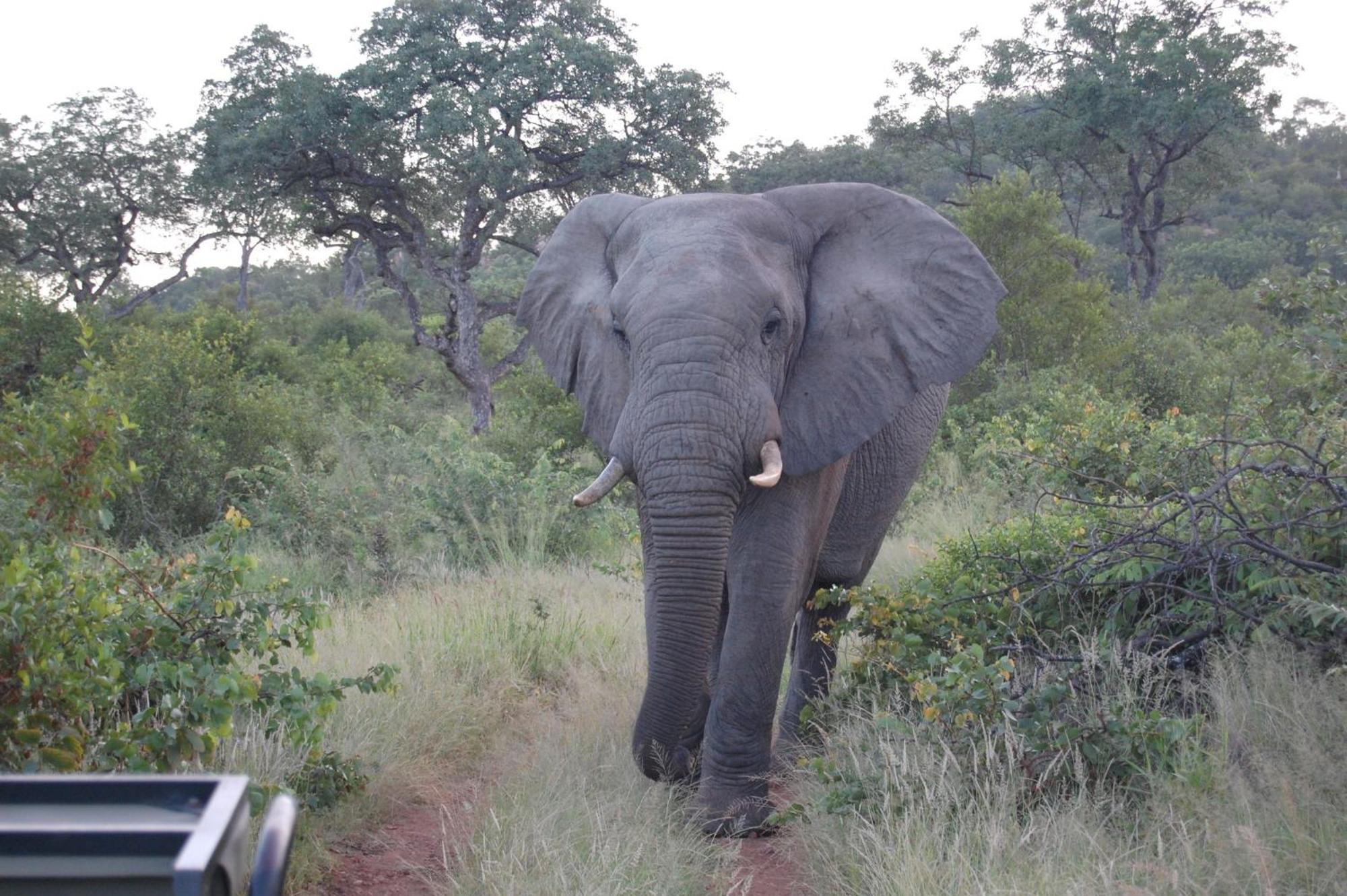 Hotel Ndzuti Bush Camp Balule Game Reserve Zewnętrze zdjęcie